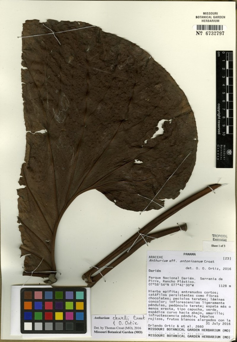 Anthurium clewellii