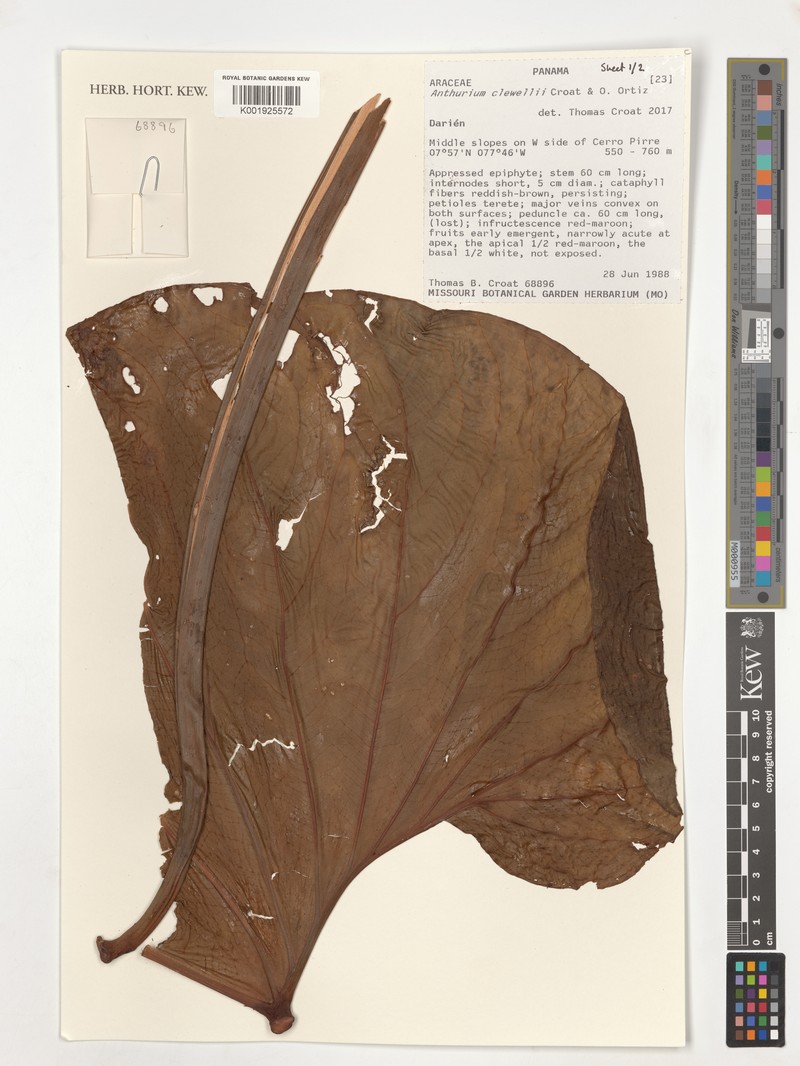 Anthurium clewellii photo 3