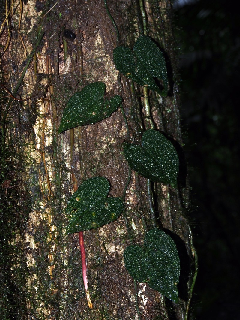 Anthurium clidemioides