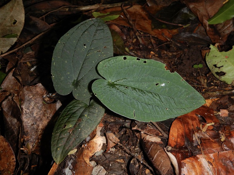 Anthurium clidemioides photo 2