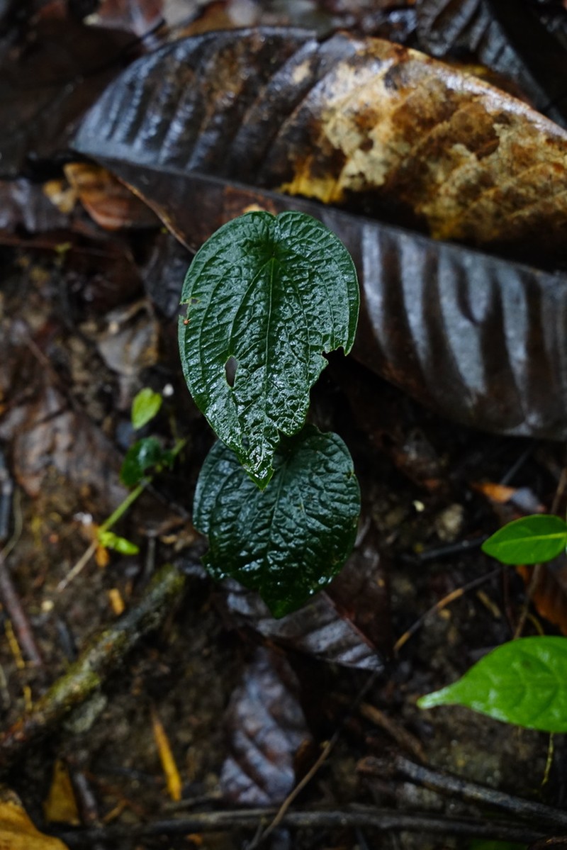 Anthurium clidemioides photo 4