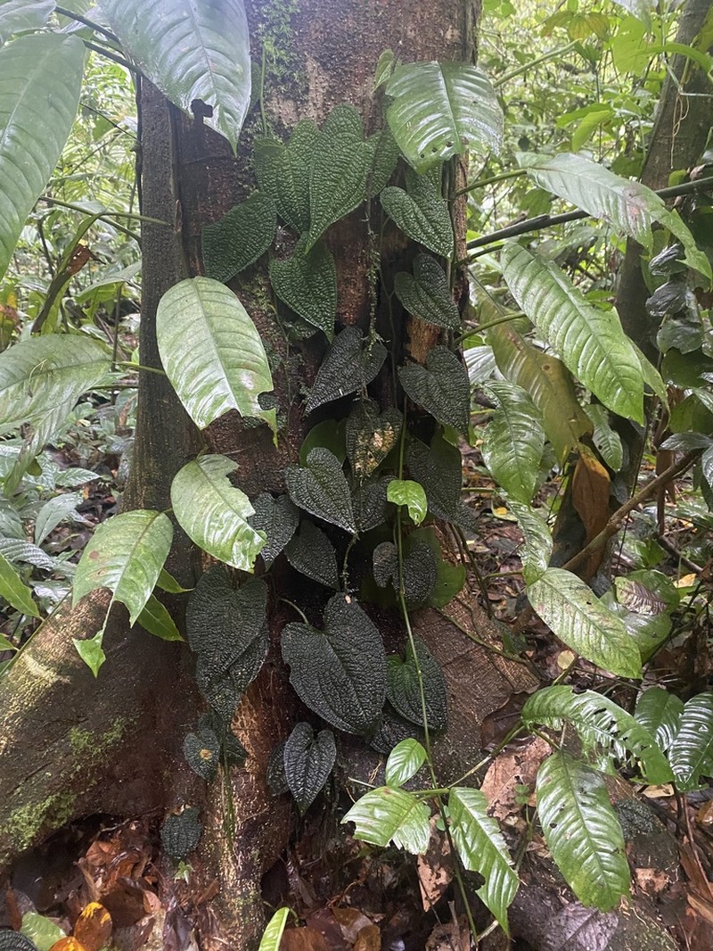 Anthurium clidemioides photo 5