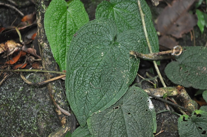 Anthurium clidemioides photo 6