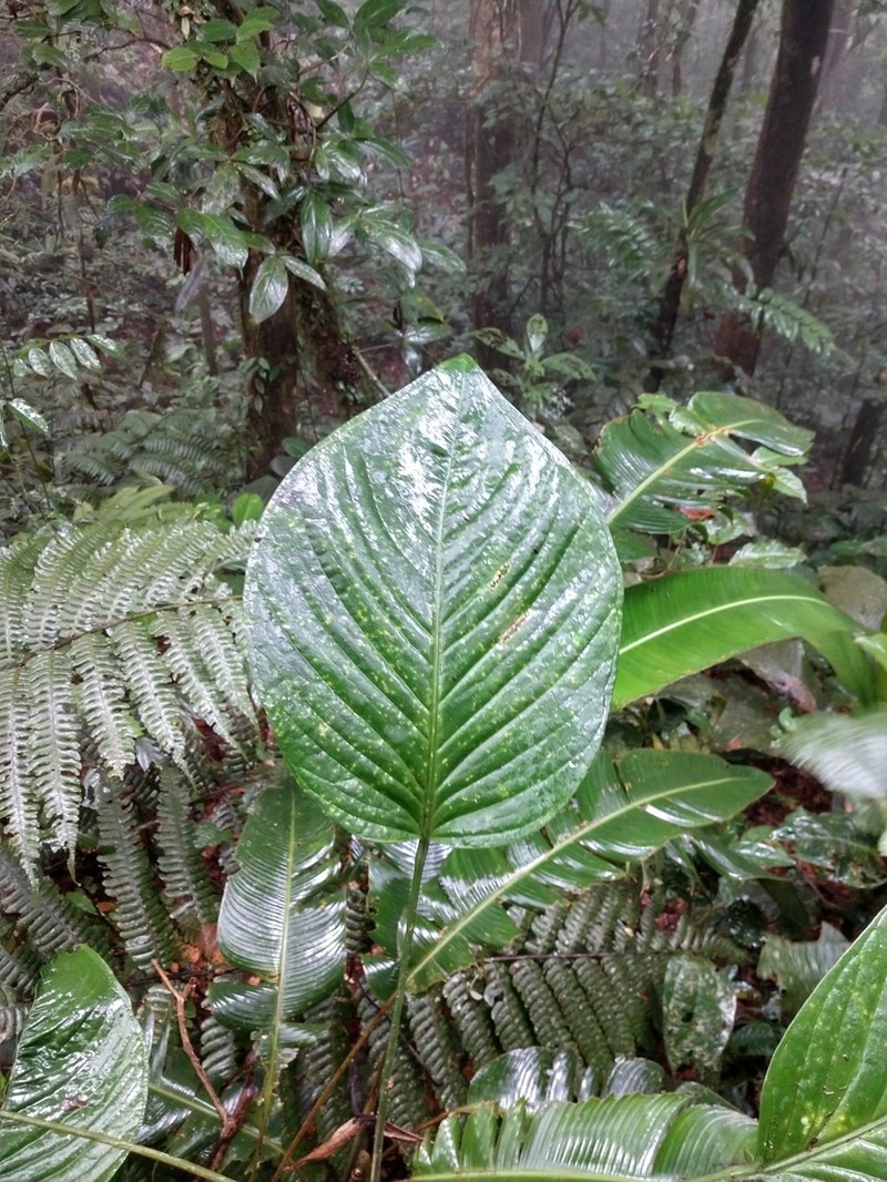 Anthurium coclense