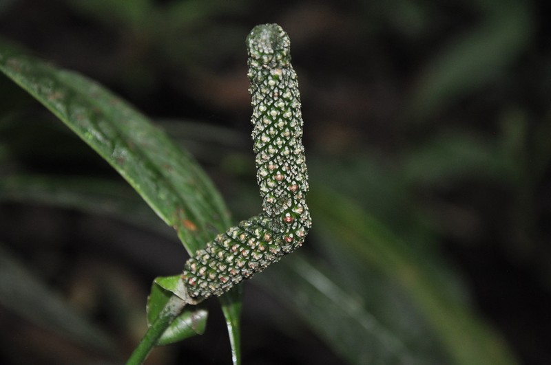 Anthurium coclense photo 2