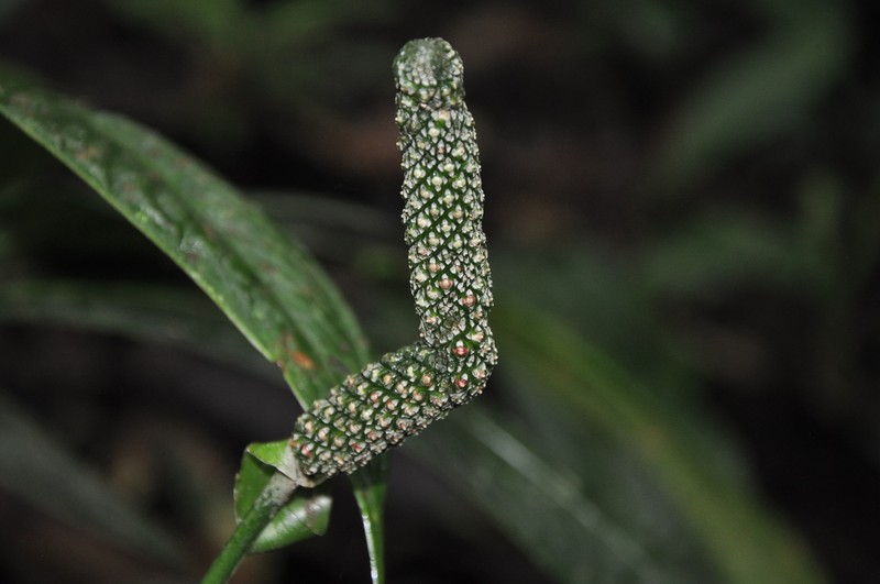 Anthurium coclense photo 3