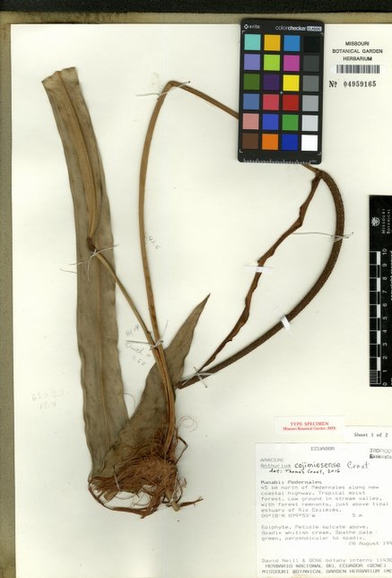Anthurium cojimiesense
