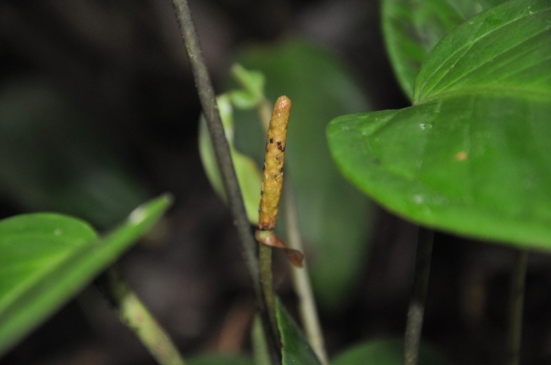 Anthurium collinsii photo 2