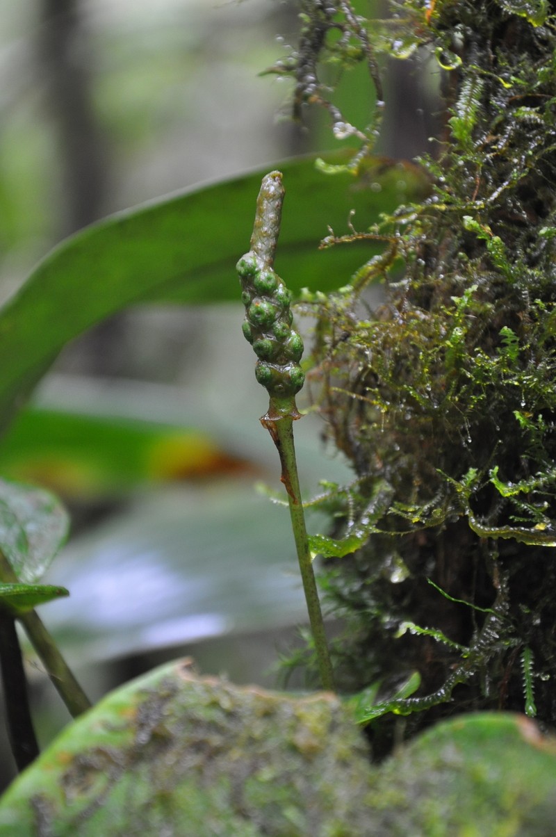 Anthurium collinsii photo 3