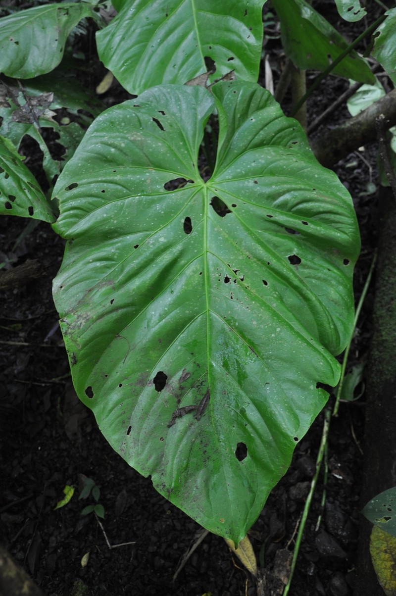 Anthurium colonense photo 2