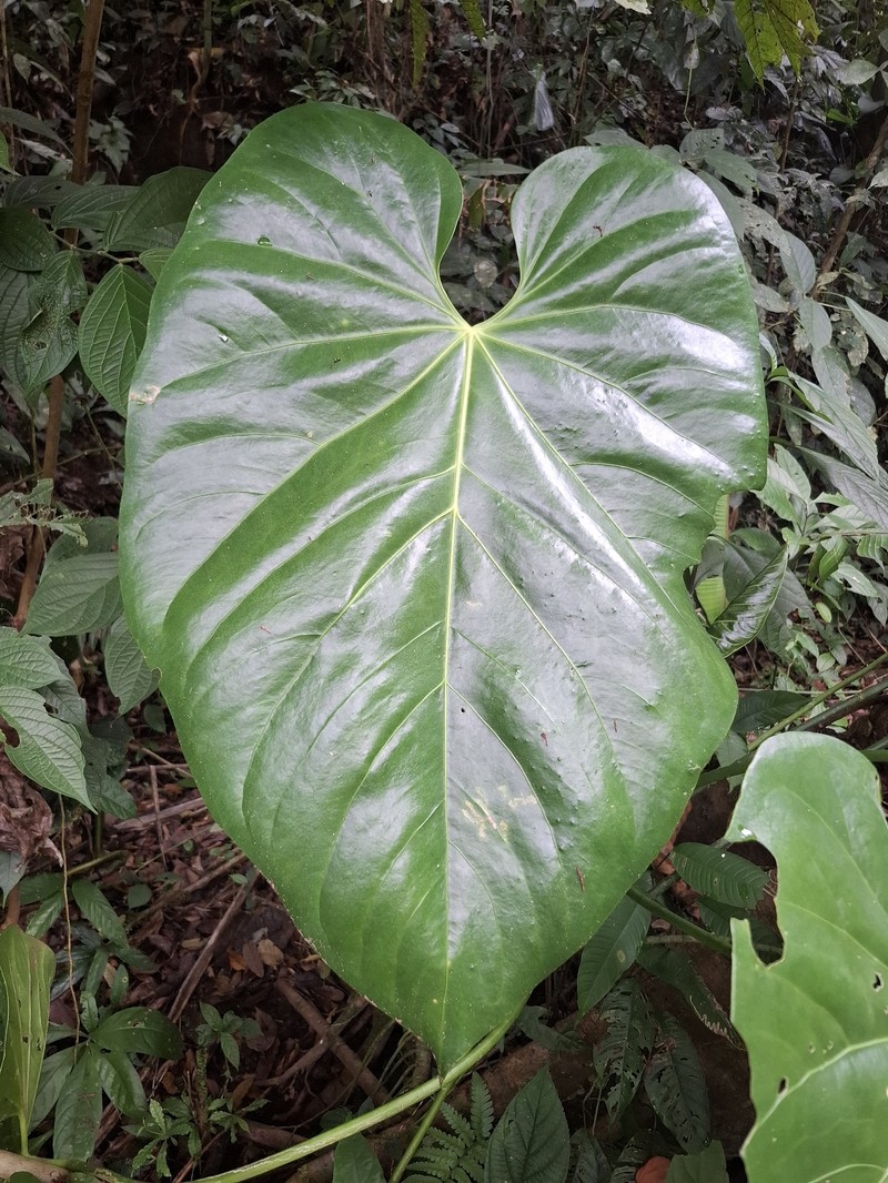 Anthurium colonense photo 3