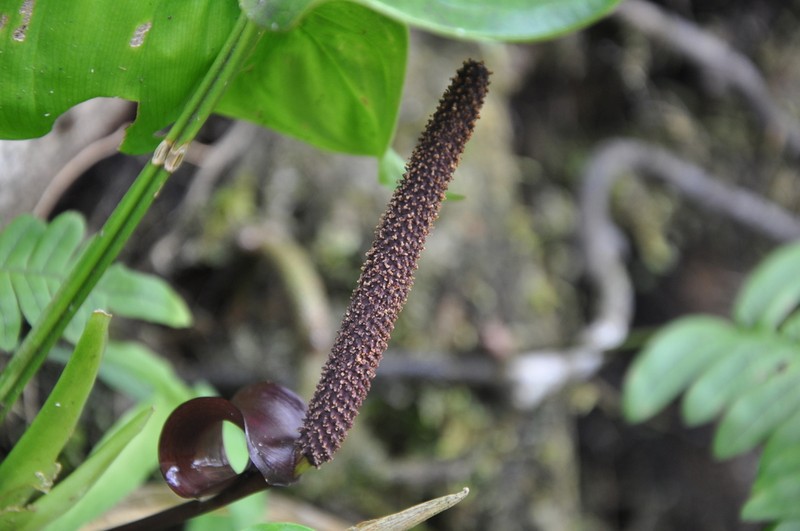 Anthurium colonicum