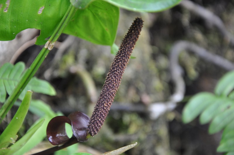 Anthurium colonicum photo 2