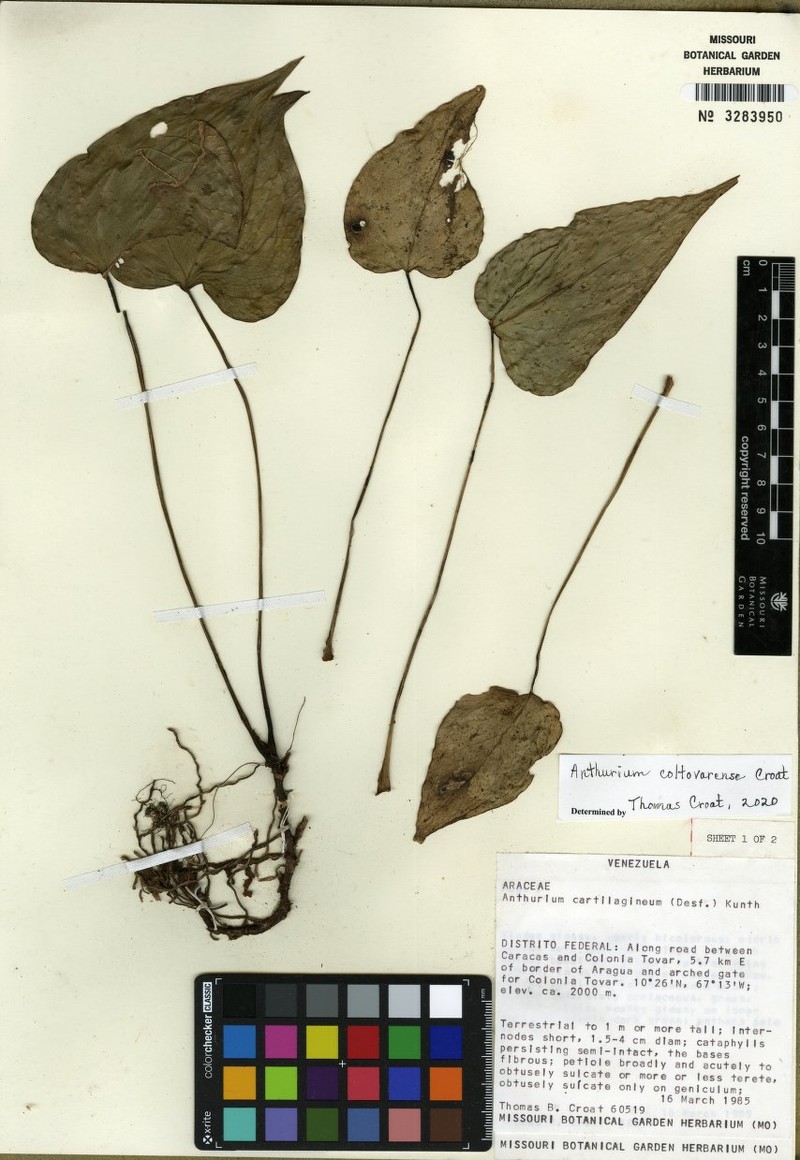 Anthurium coltovarense