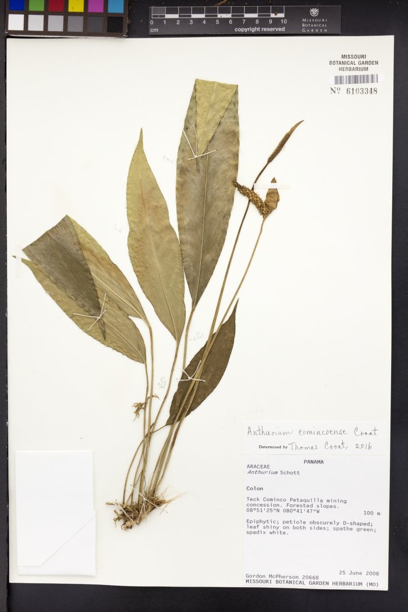 Anthurium comincoense