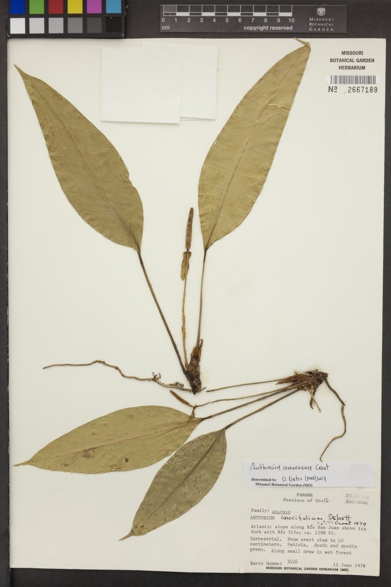 Anthurium comincoense photo 2