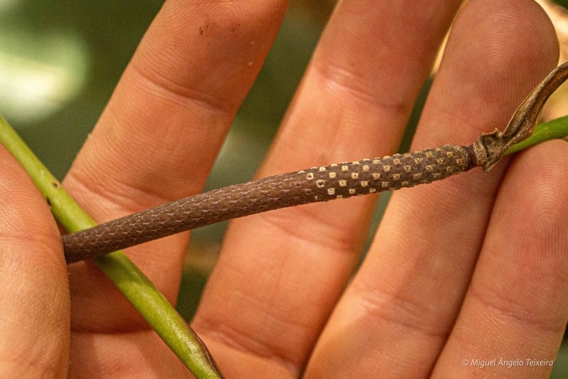 Anthurium comtum