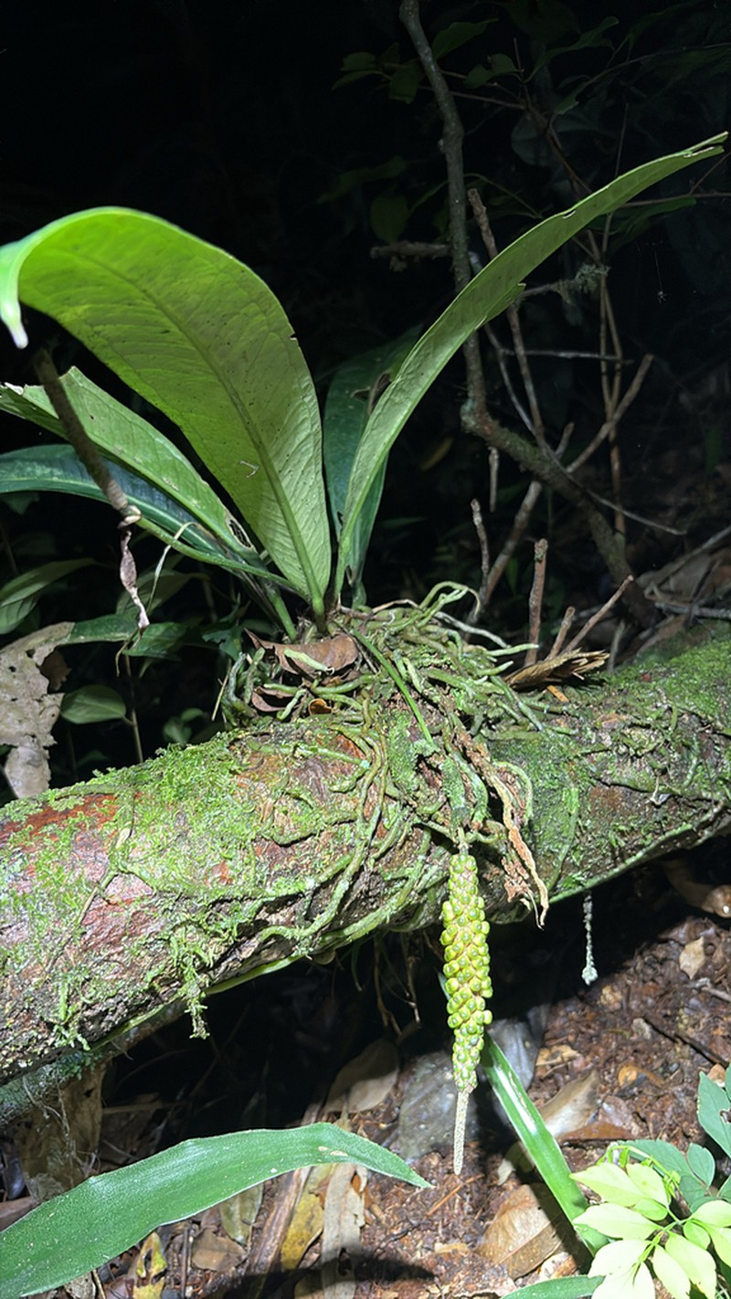 Anthurium comtum photo 2
