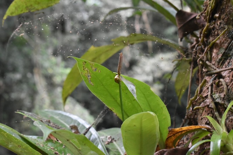 Anthurium comtum photo 3