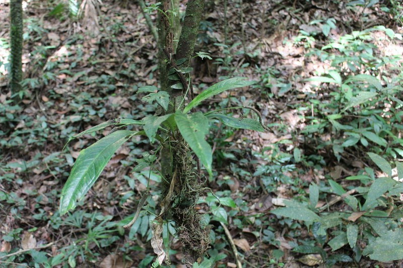 Anthurium comtum photo 4