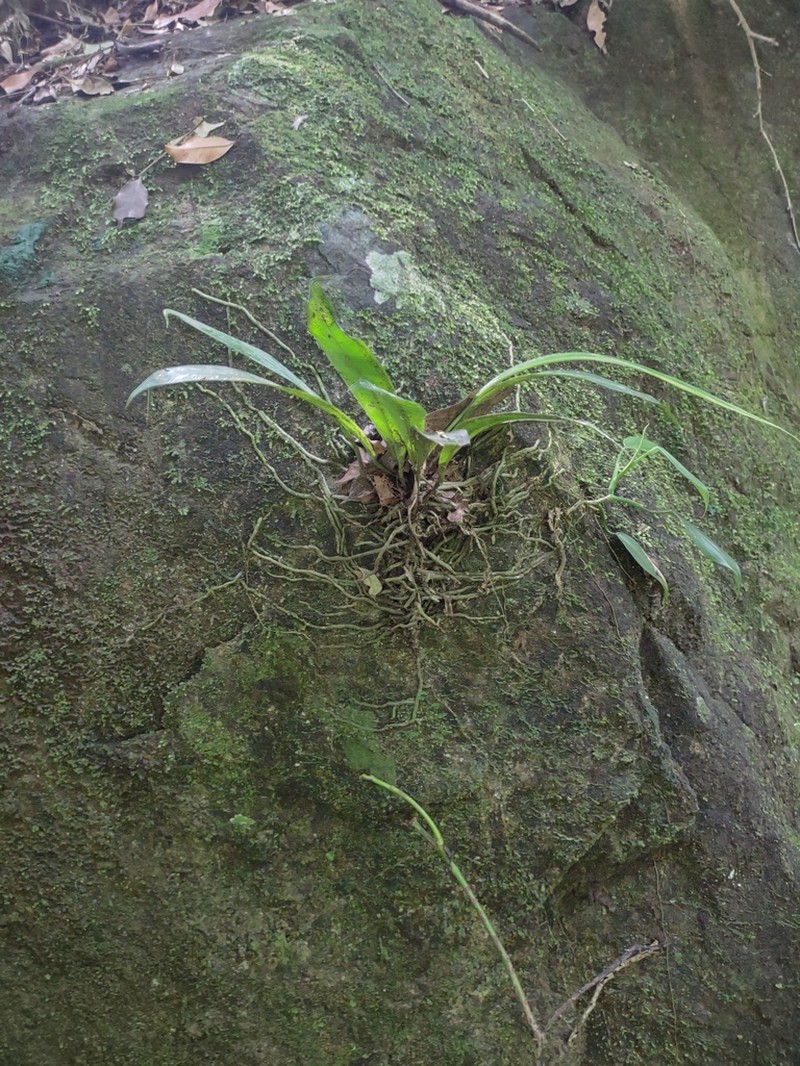 Anthurium comtum photo 5