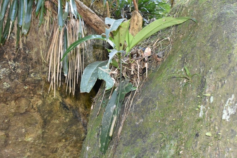 Anthurium comtum photo 6