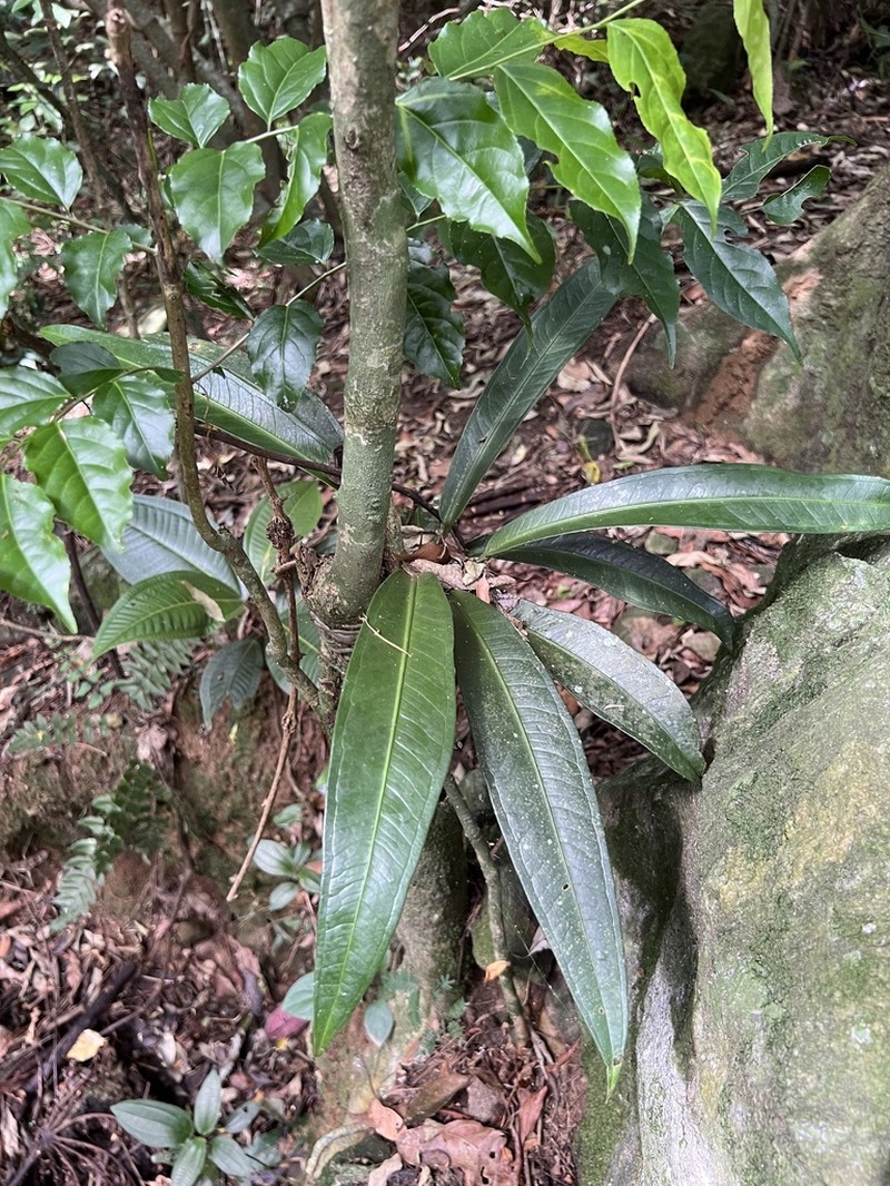 Anthurium comtum photo 7