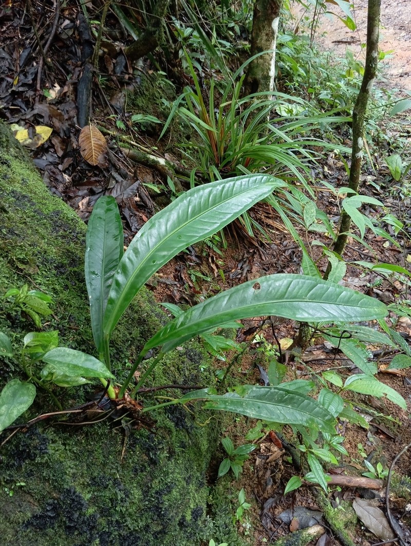 Anthurium comtum photo 8