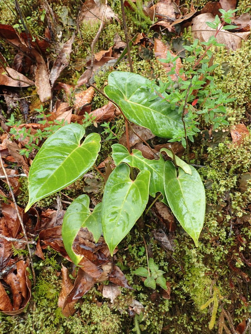 Anthurium concinnatum