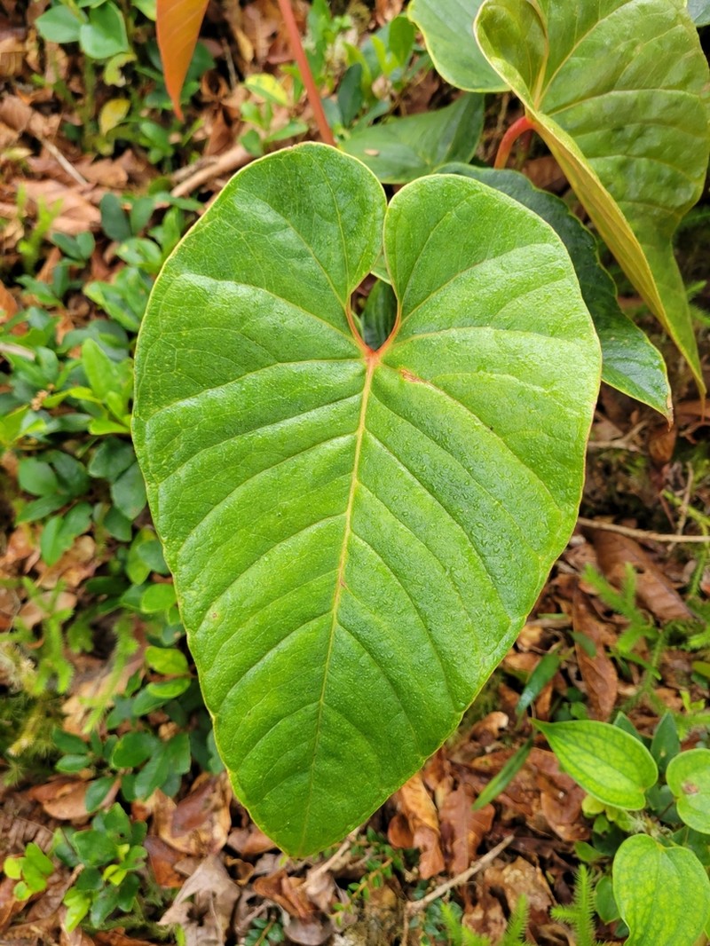 Anthurium concinnatum photo 2