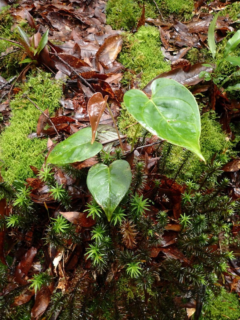 Anthurium concinnatum photo 3
