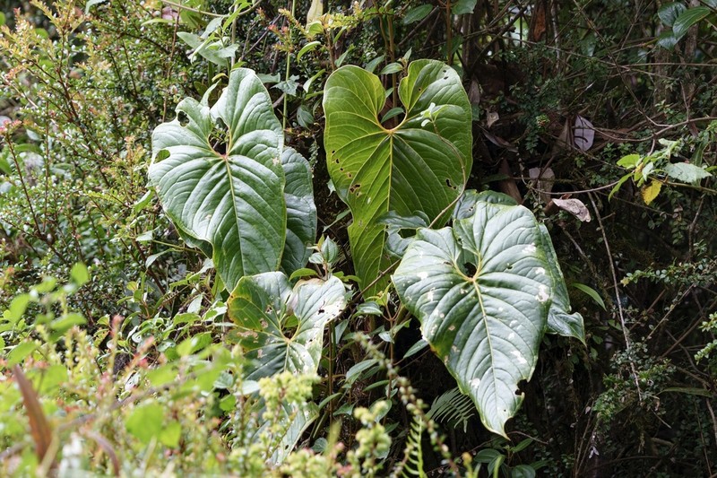 Anthurium concinnatum photo 4