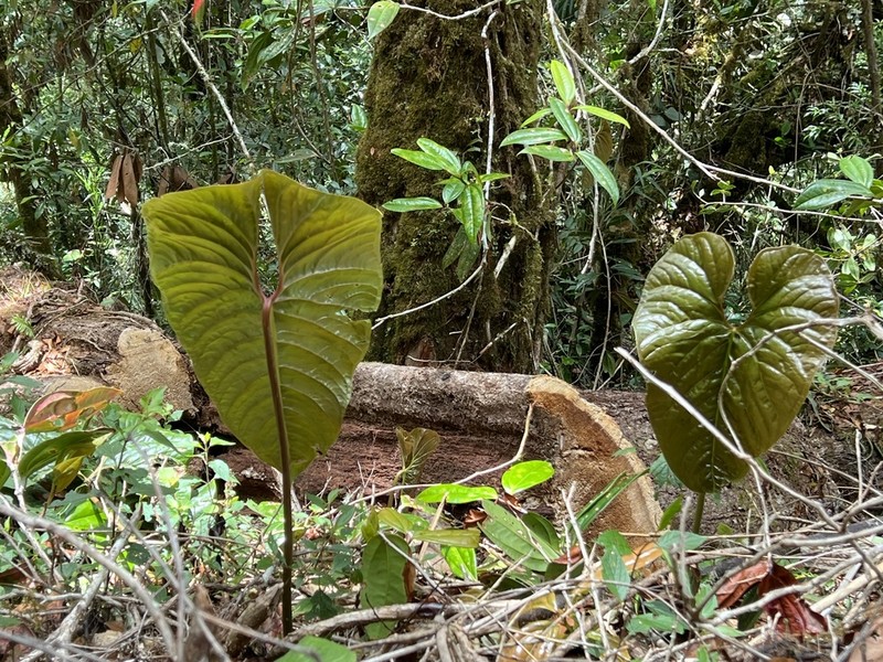 Anthurium concinnatum photo 5
