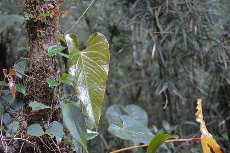 Anthurium concinnatum photo 6