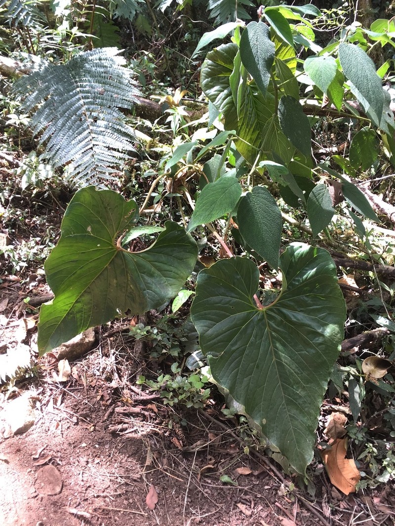 Anthurium concinnatum photo 8