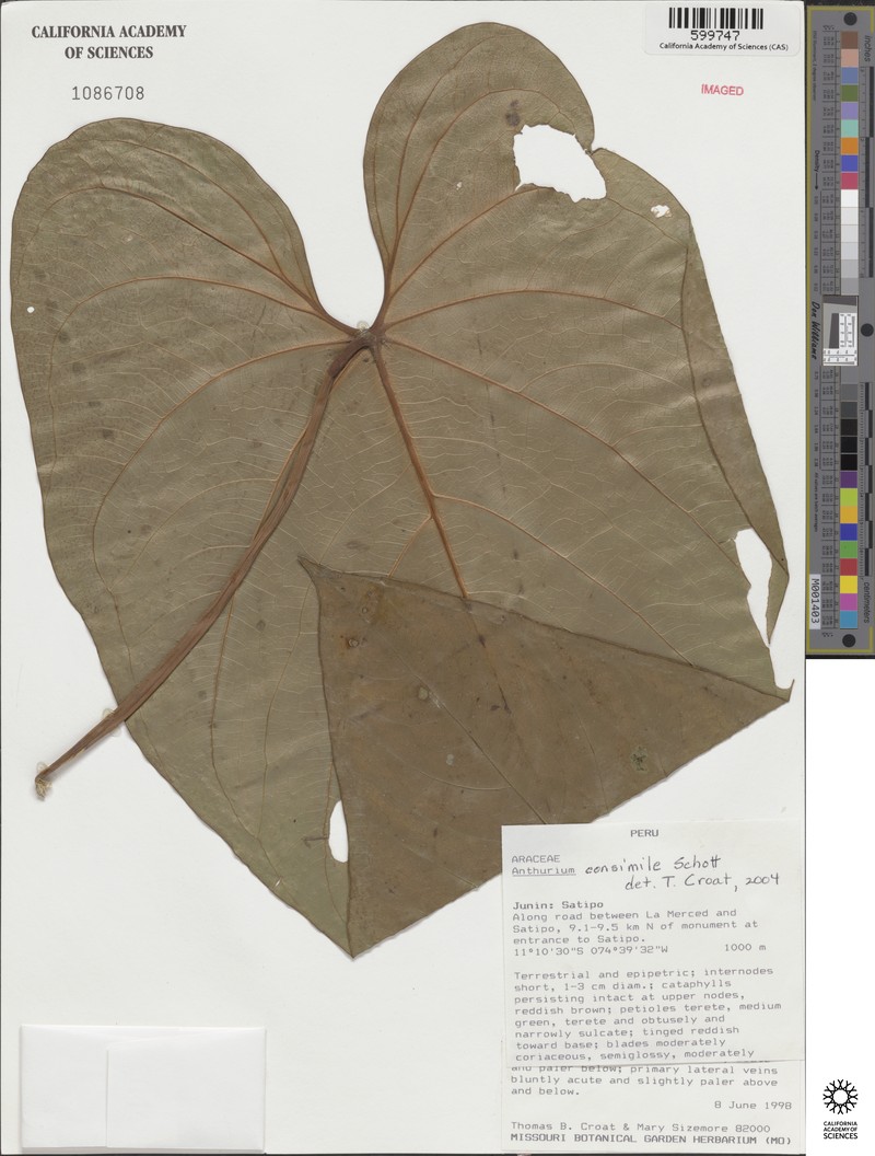 Anthurium consimile