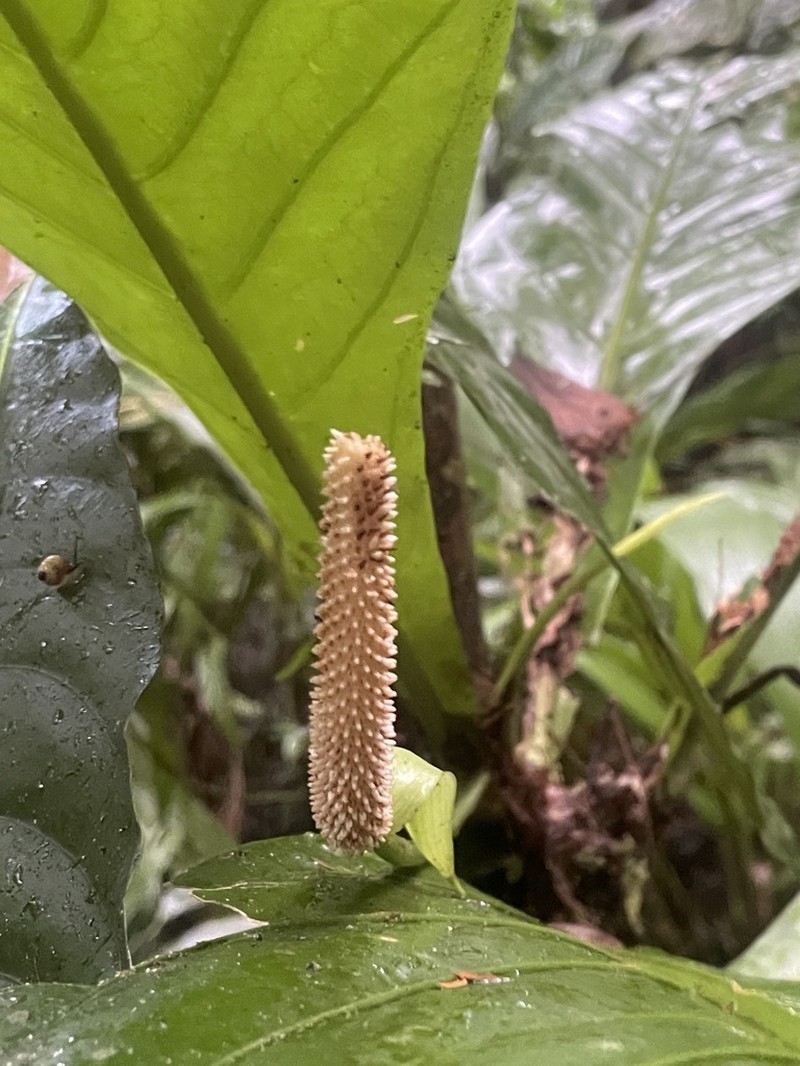 Anthurium consobrinum photo 3