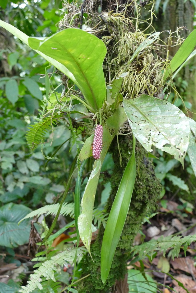 Anthurium consobrinum photo 4