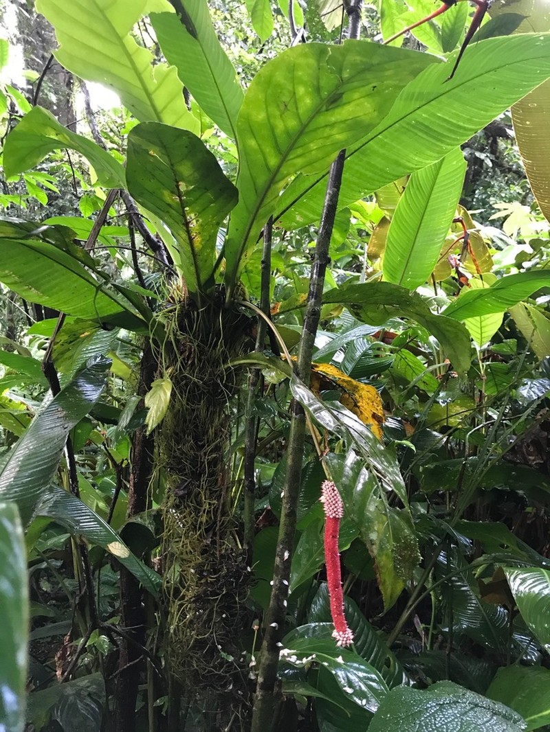 Anthurium consobrinum photo 5