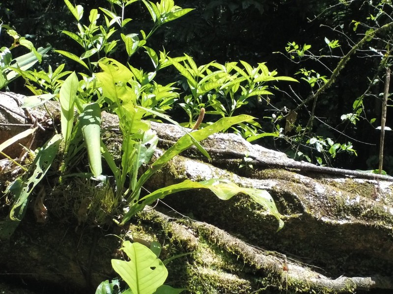 Anthurium consobrinum photo 7