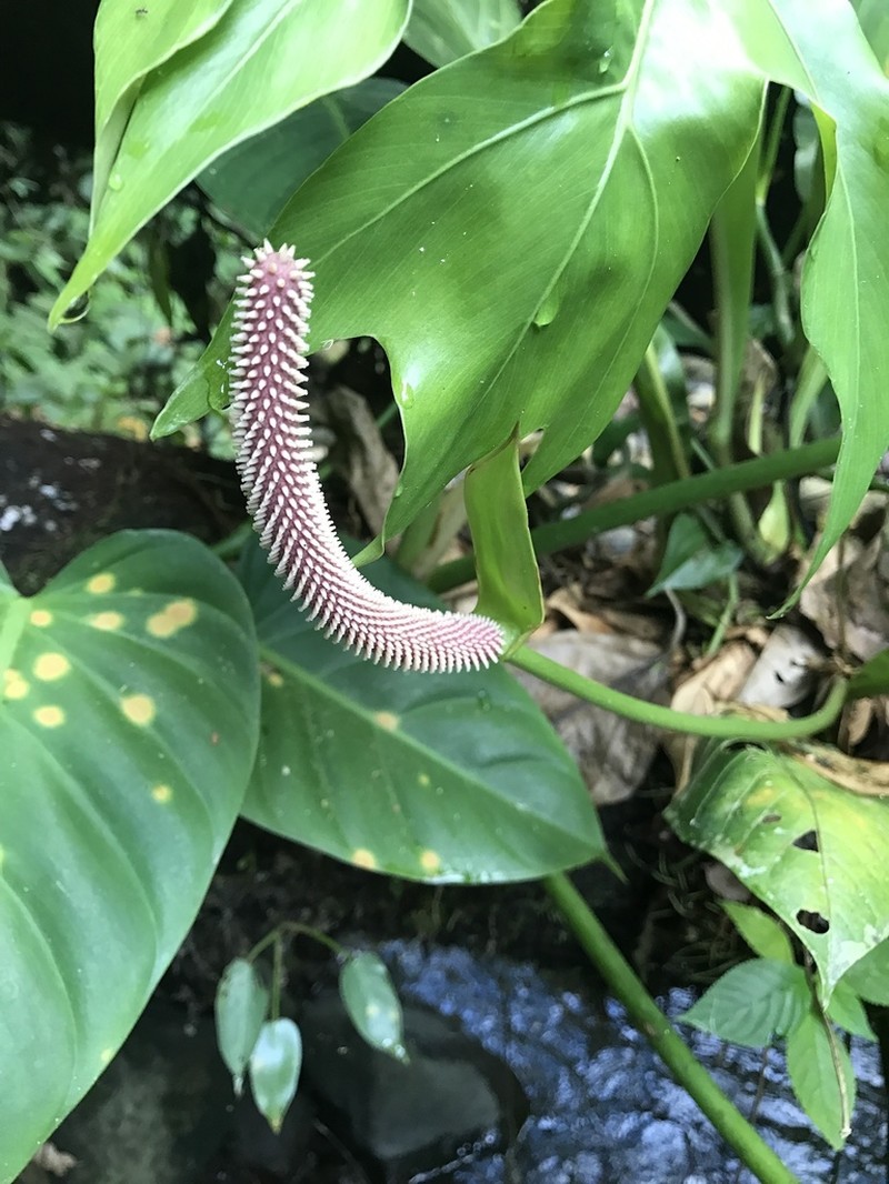Anthurium consobrinum photo 8