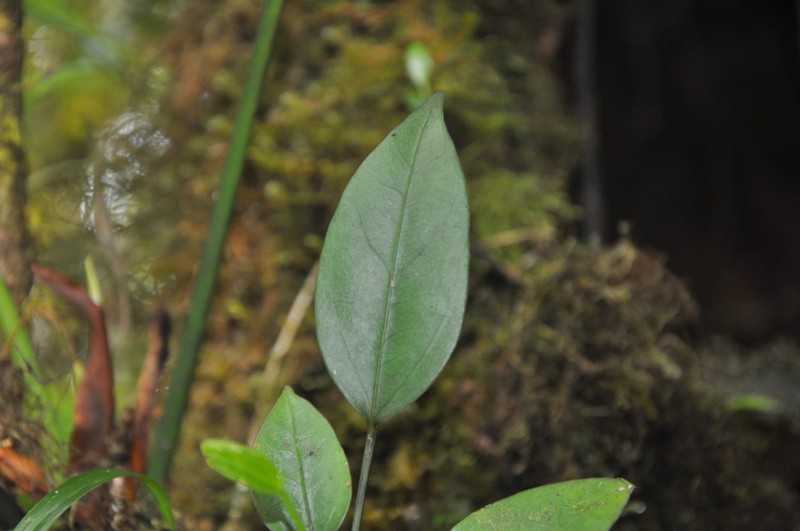 Anthurium copense photo 3