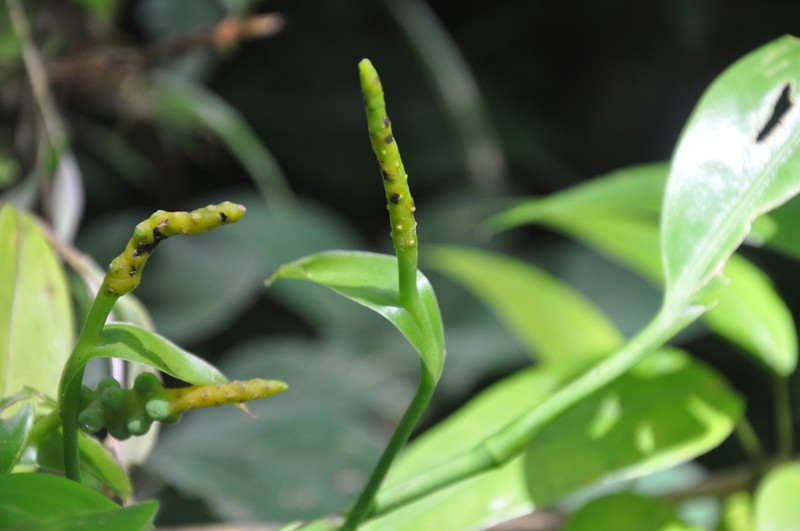 Anthurium copense photo 4