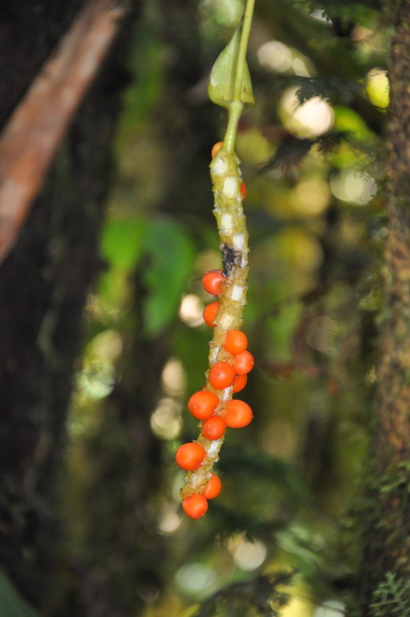 Anthurium copense photo 5