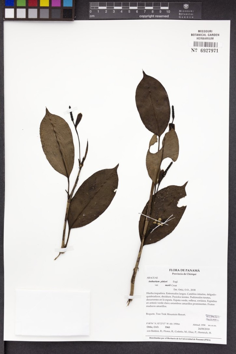 Anthurium copense photo 6