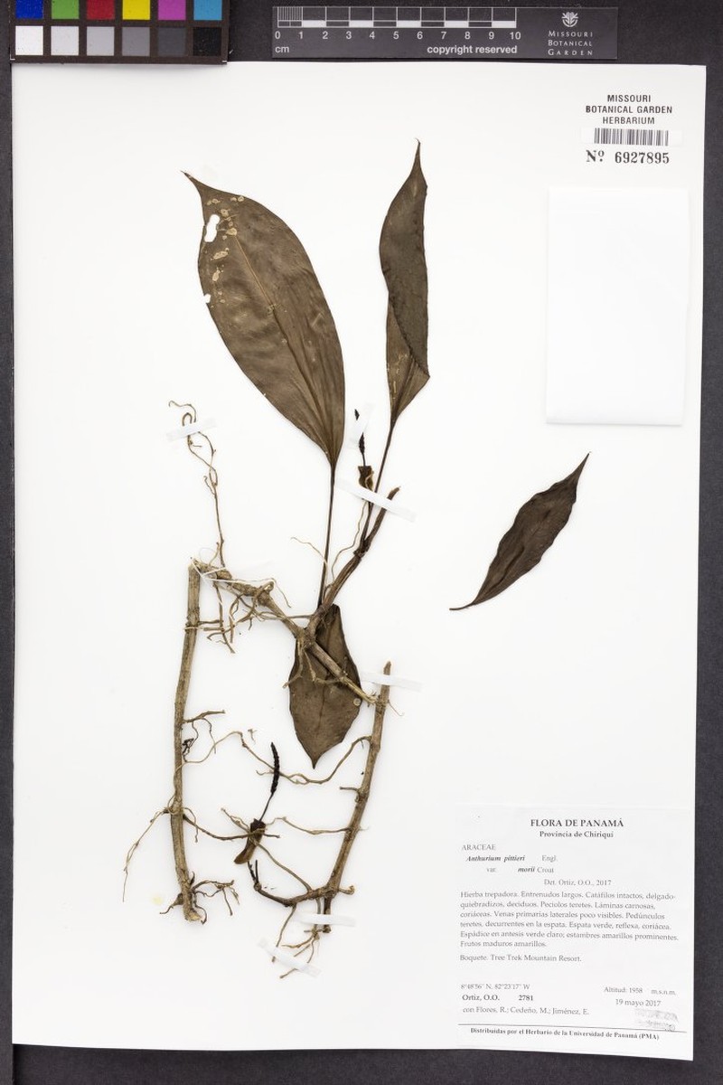 Anthurium copense photo 7