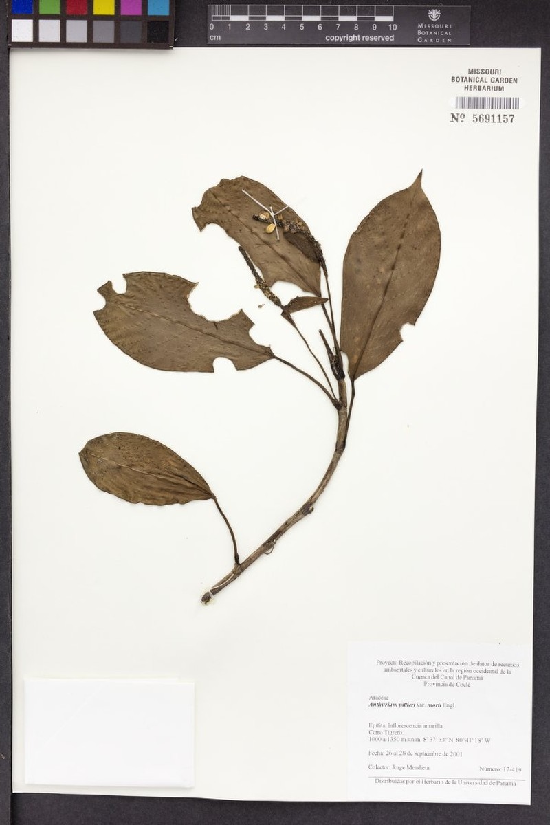 Anthurium copense photo 8