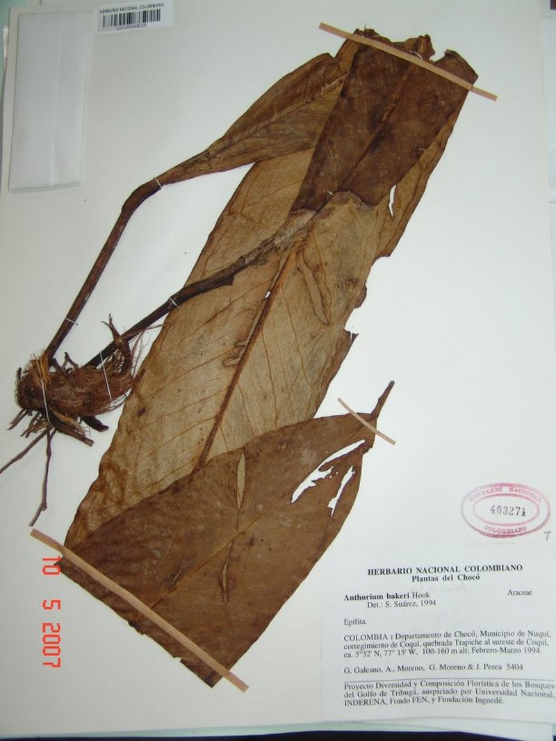 Anthurium coquiense
