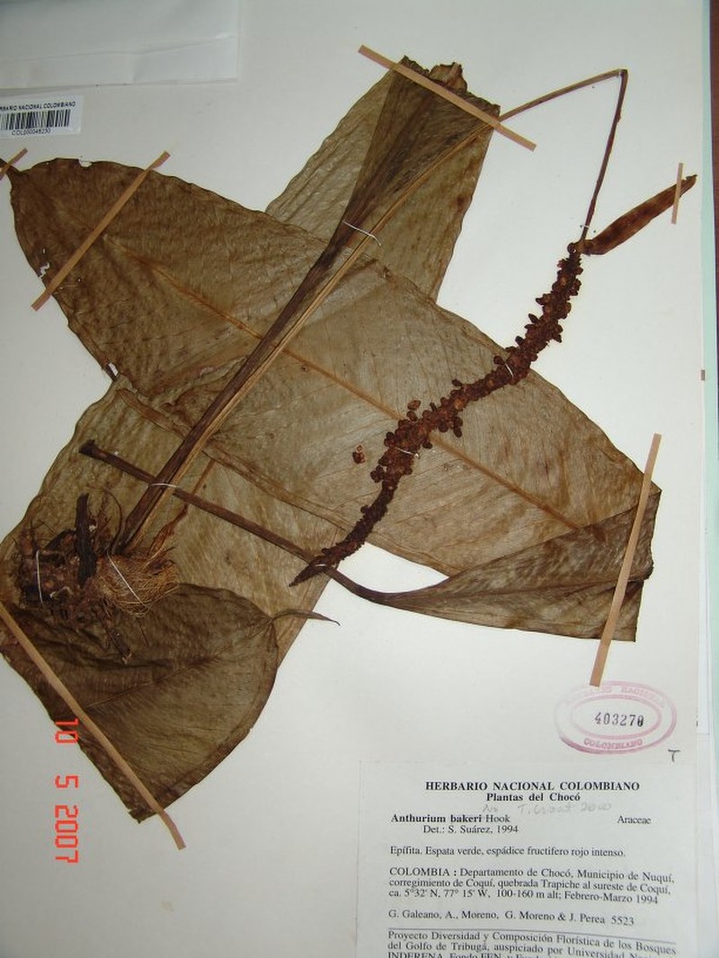 Anthurium coquiense photo 2