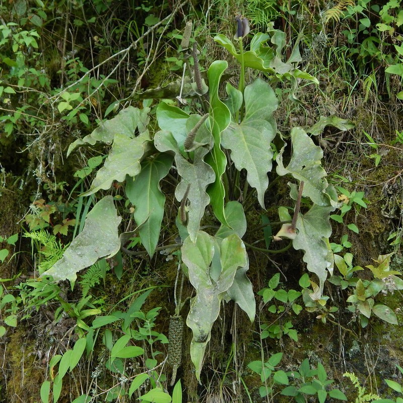 Anthurium cordatotriangulum